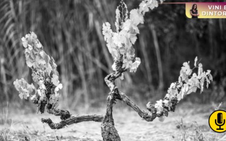 La scienza rivela le differenze tra vini da vecchie e giovani vigne di Garnacha