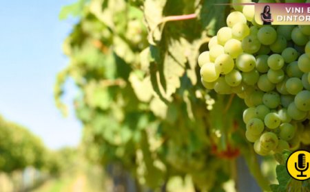 Affidarsi alla tecnologia per salvare uva, caffè e cacao dal cambiamento climatico? Una scommessa pericolosa