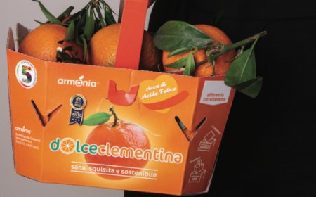 Arriva Perrina, l'unica clementina tardiva italiana che matura tra dicembre e gennaio