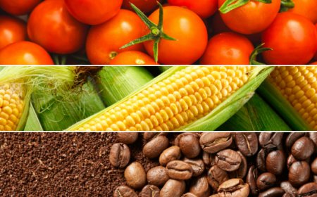 Novità dai principali mercati. Le pillole di Areté su Pomodoro, Mais e Caffè