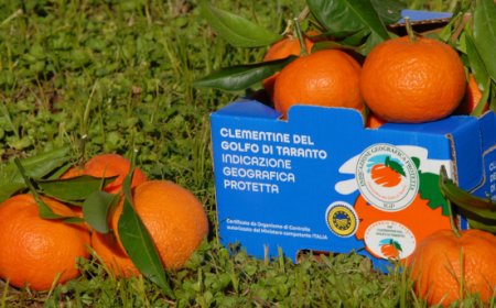 Clementine del Golfo di Taranto IGP in vetrina negli aeroporti con ITA Airways