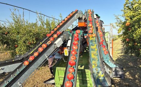 Masseria Fruttirossi: stagione difficile per le melagrane, ma i progetti di espansione proseguono