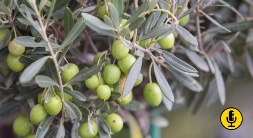 Olivicoltura italiana: un piano, molte incognite