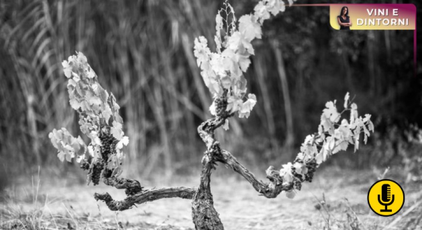 La scienza rivela le differenze tra vini da vecchie e giovani vigne di Garnacha
