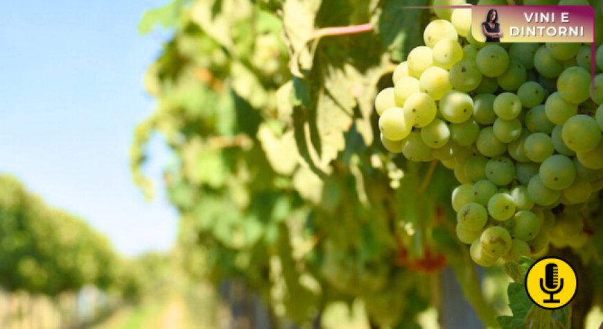 Affidarsi alla tecnologia per salvare uva, caffè e cacao dal cambiamento climatico? Una scommessa pericolosa