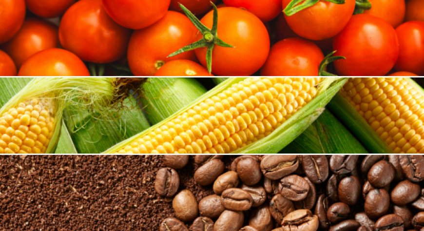 Novità dai principali mercati. Le pillole di Areté su Pomodoro, Mais e Caffè