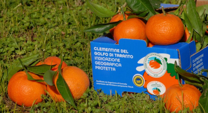 Clementine del Golfo di Taranto IGP in vetrina negli aeroporti con ITA Airways