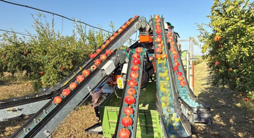 Masseria Fruttirossi: stagione difficile per le melagrane, ma i progetti di espansione proseguono