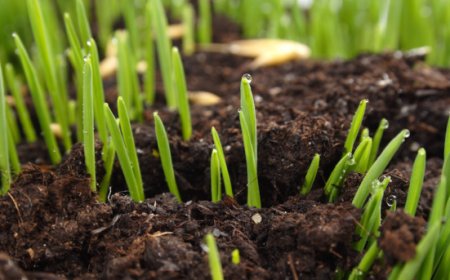 Terreni sempre più fragili: l’appello di FederBio per una svolta