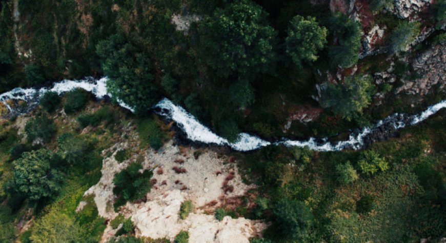 Sanpellegrino restituisce vita a 51 ettari di foresta in Valtellina