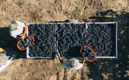 Vallepicciola consolida il suo ruolo nel Chianti Classico tra qualità, ospitalità e sostenibilità