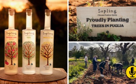 La rigenerazione possibile nella Puglia colpita dalla Xylella: il retreat di Sapling Spirit
