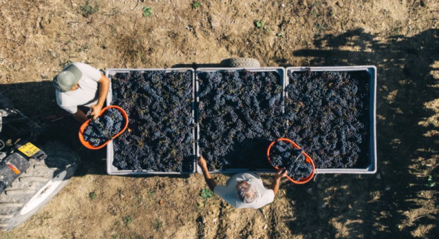 Vallepicciola consolida il suo ruolo nel Chianti Classico tra qualità, ospitalità e sostenibilità