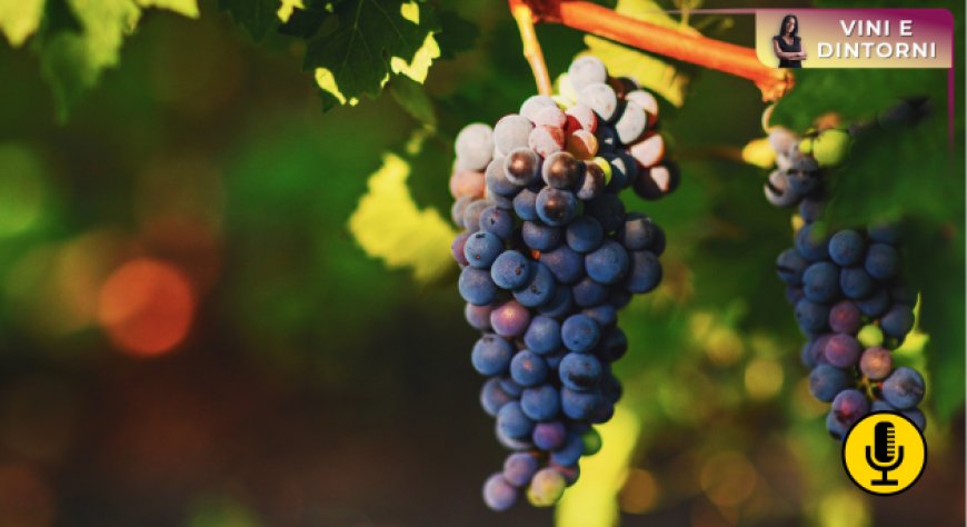 Il mercato del vino negli Stati Uniti entra in una nuova fase: segnali dal report Silicon Valley Bank 2026