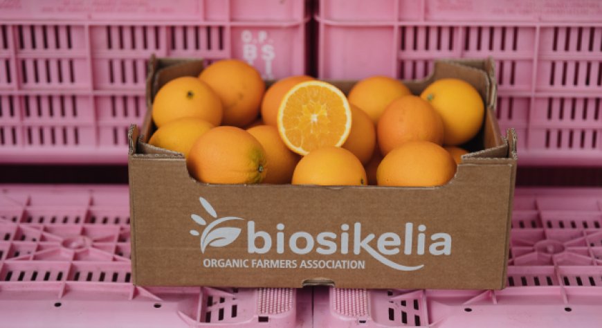 BioSikelia presenta Elorina: arance bio selezionate per ogni fase della stagione