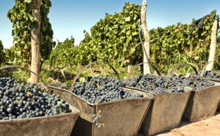Vino, produzione 2025 stabile ma giacenze oltre 61 milioni di ettolitri