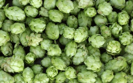 Scopri la parola del giorno su WikiHoreca.com: Luppolo