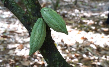Puratos porta i Maestri della pasticceria italiana nello Yucatán, alle origini del cacao criollo