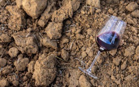 Consorzio Morellino: con il Superiore in Gazzetta Ufficiale si rafforza l'identità della DOCG