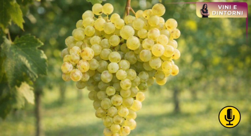Vitigni Piwi e Glera: sette nuove varietà resistenti aprono un fronte strategico per il Prosecco