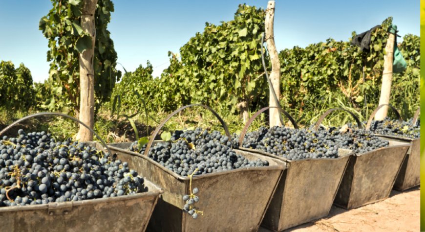 Vino, produzione 2025 stabile ma giacenze oltre 61 milioni di ettolitri