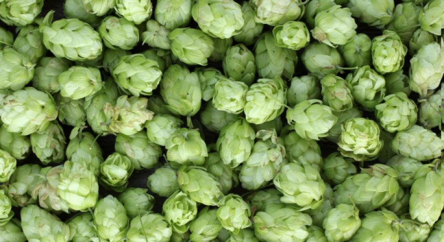 Scopri la parola del giorno su WikiHoreca.com: Luppolo