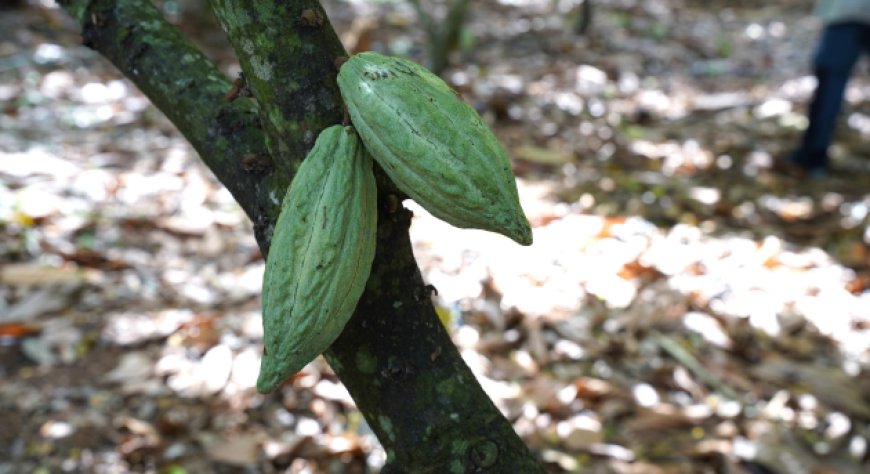 Puratos porta i Maestri della pasticceria italiana nello Yucatán, alle origini del cacao criollo