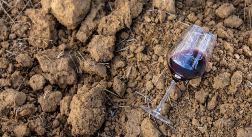 Consorzio Morellino: con il Superiore in Gazzetta Ufficiale si rafforza l'identità della DOCG