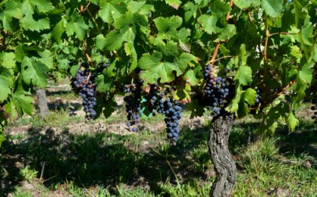 Scopri la parola del giorno su WikiHoreca.com: Vitigno Autoctono