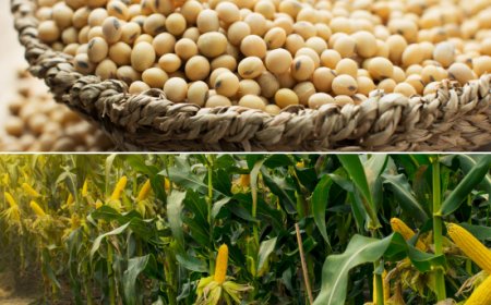 Mais e soia sotto pressione: la situazione geopolitica travolge i mercati agricoli