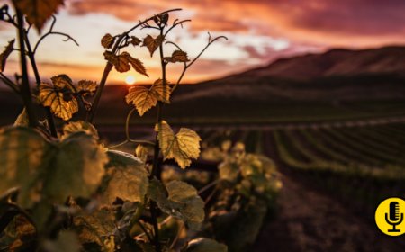 La regione della Champagne raggiunge gli obiettivi di riduzione delle emissioni fissati per il 2025 