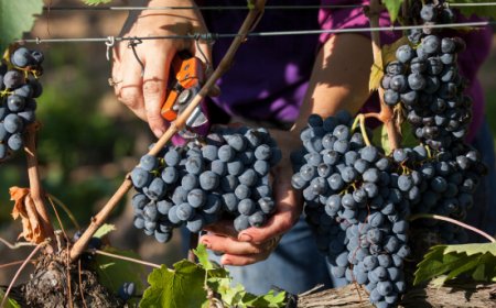 Morellino di Scansano, bilancio 2025 in crescita: +4% e giacenze in calo del 27%