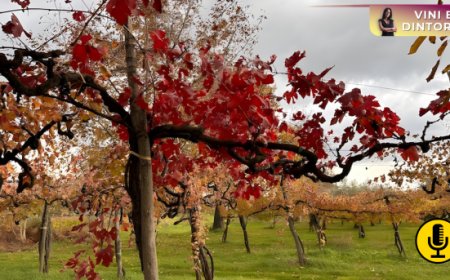 Vecchie vigne, da memoria agricola a categoria globale: l’Old Vine Registry supera quota 10.000