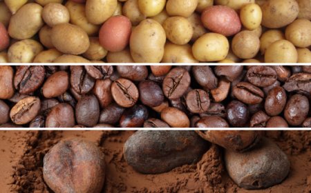 Surplus record per le patate europee, inversione di marcia per caffè e cacao