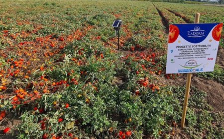 La Doria ed EVJA: tecnologia e sostenibilità nella filiera del pomodoro