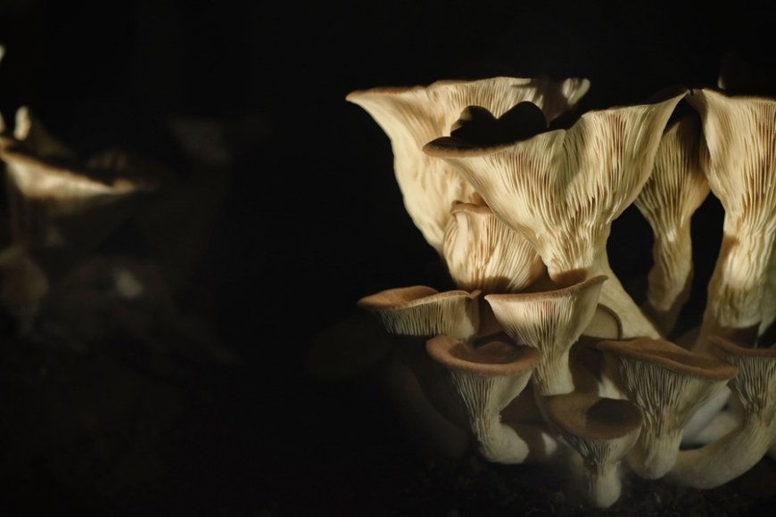 Al Ristorante ConTatto la prima tappa del percorso gastronomico diventa la grotta