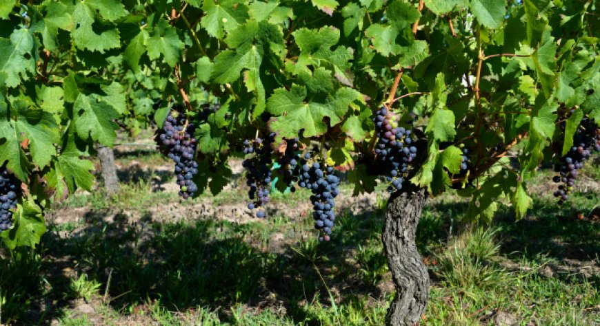 Scopri la parola del giorno su WikiHoreca.com: Vitigno Autoctono