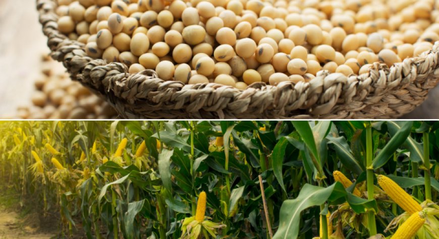 Mais e soia sotto pressione: la situazione geopolitica travolge i mercati agricoli