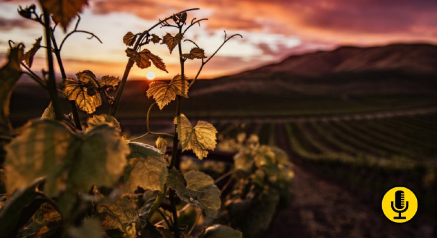 La regione della Champagne raggiunge gli obiettivi di riduzione delle emissioni fissati per il 2025 