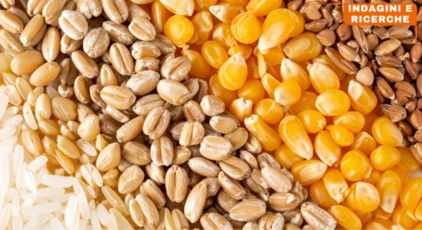 Vale 37 miliardi la filiera cerealicola italiana: tra sfide globali e spinta all'innovazione