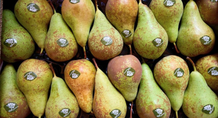 Pera dell'Emilia Romagna IGP, vendite a +50% mentre la produzione nazionale cala del 27%