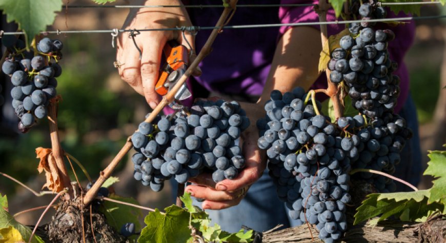 Morellino di Scansano, bilancio 2025 in crescita: +4% e giacenze in calo del 27%