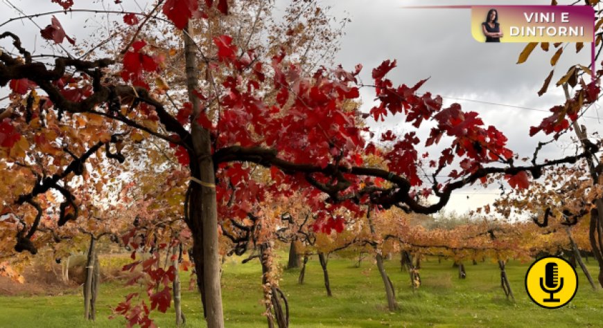 Vecchie vigne, da memoria agricola a categoria globale: l’Old Vine Registry supera quota 10.000