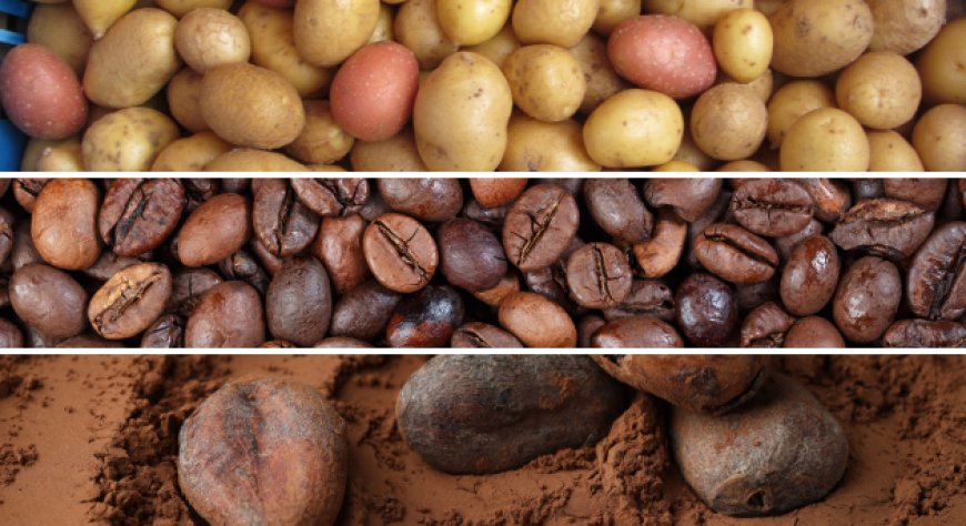 Surplus record per le patate europee, inversione di marcia per caffè e cacao