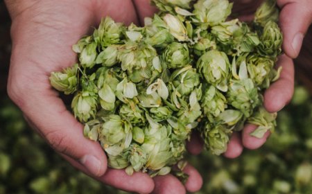 Scopri la parola del giorno su WikiHoreca.com: Dry hopping