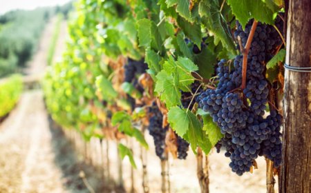 Scopri la parola del giorno su WikiHoreca.com: Terroir