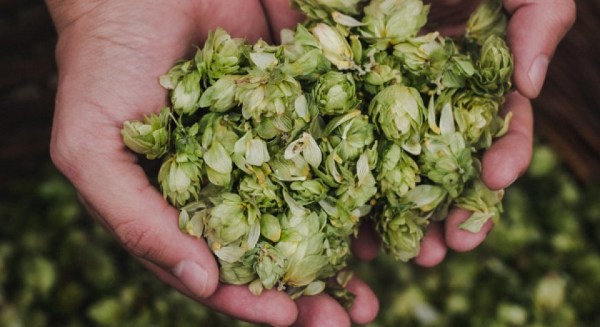 Scopri la parola del giorno su WikiHoreca.com: Dry hopping