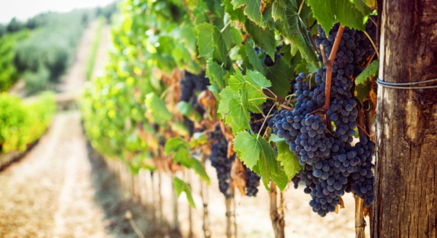 Scopri la parola del giorno su WikiHoreca.com: Terroir