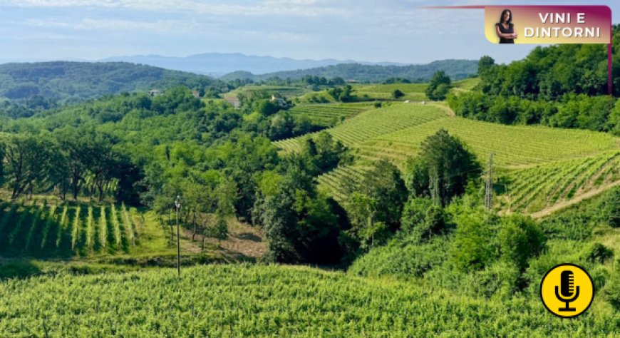 Clima e vino: nuove evidenze sulla capacità di adattamento dei vitigni