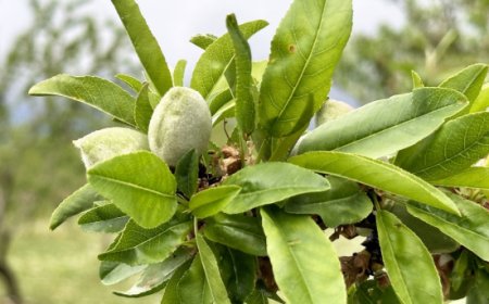 Consorzio Global Fresh Fruit: 50 milioni PNRR per mandorlicoltura e biologico nel Mezzogiorno